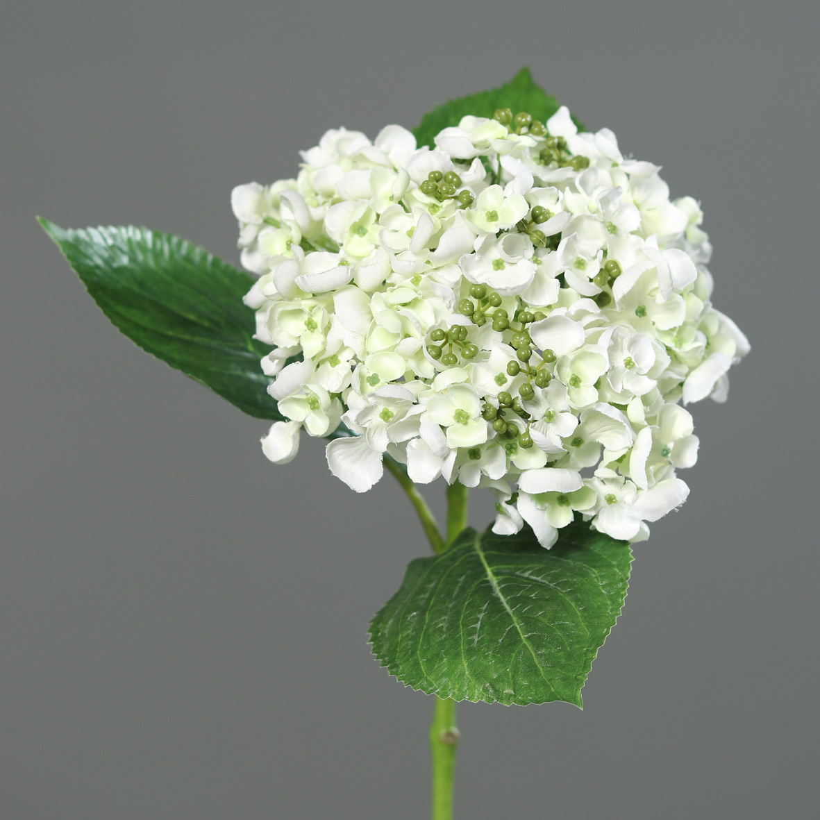 DPI GMBH - BRÜHL Hortensie mit Mini-Blüten creme 44cm 