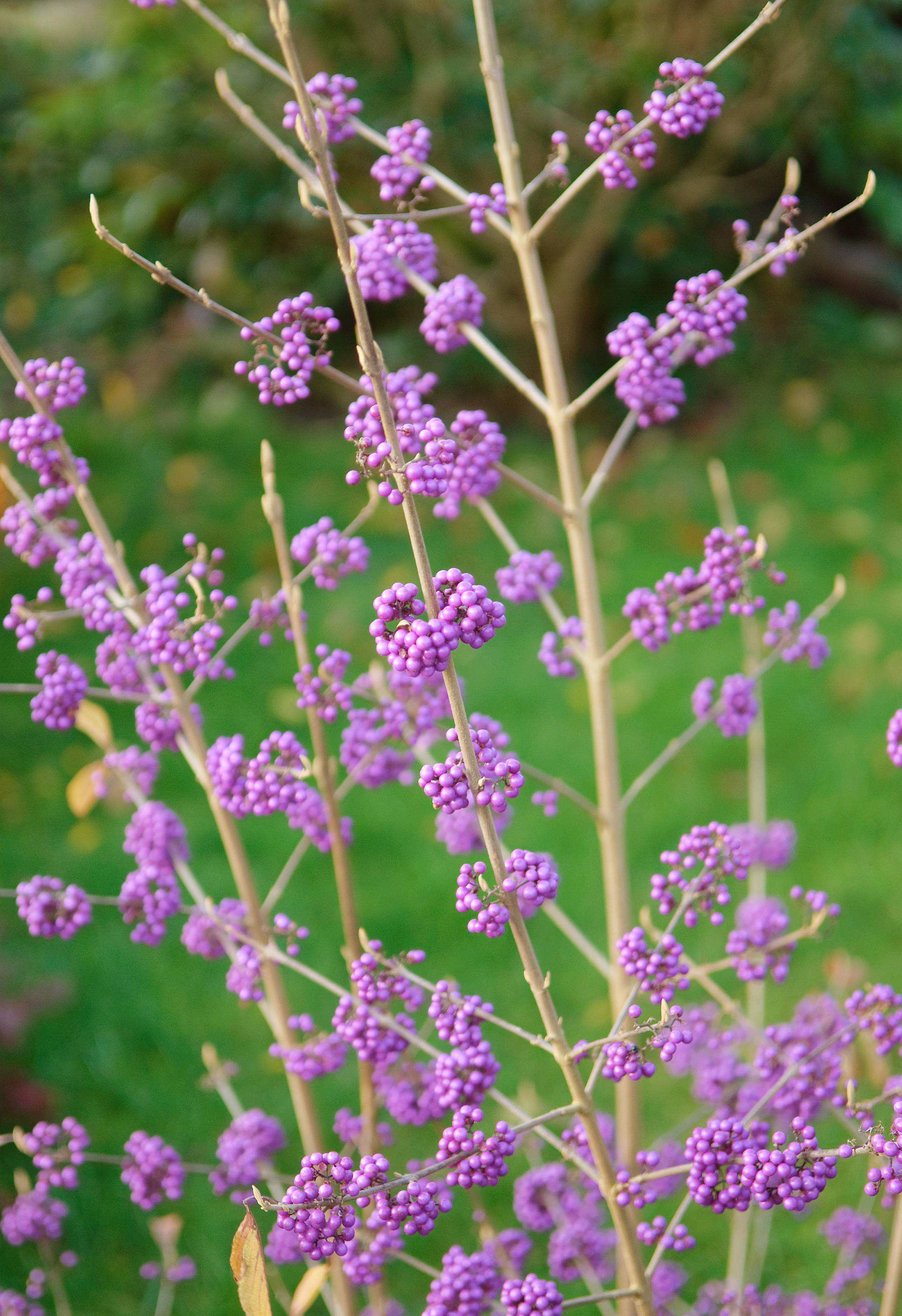 SÄMANN PFLANZENKONTOR Callicarpa bodinieri Profusion 40-60 Liebesperlenstrauch C3 40-60