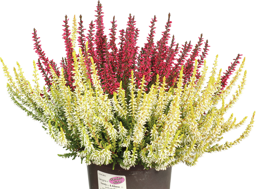 GREENWAY GMBH Calluna vulgaris Twin Girls 2farb 12er Heidekraut