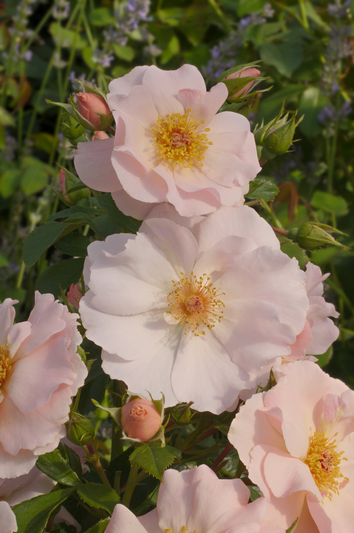 ROSEN UNION WN Strauch-Rosen Rosentanz zart lachsrosa