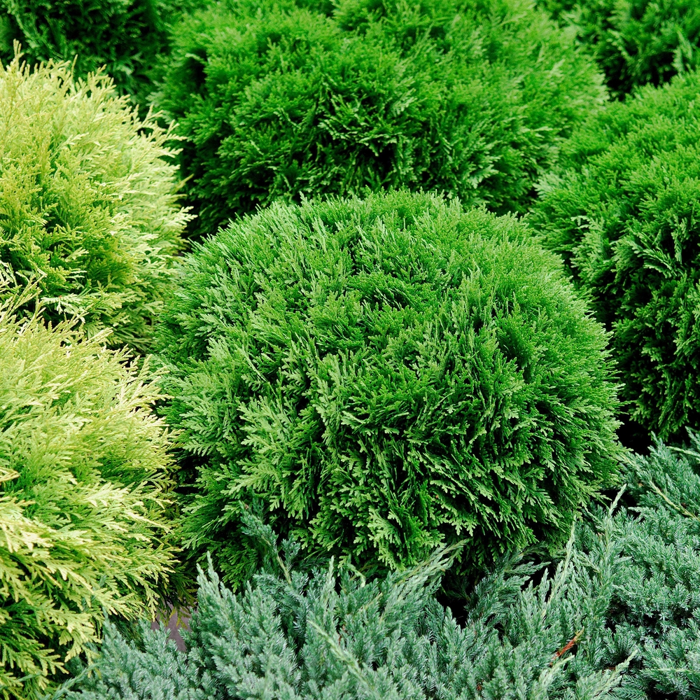 taxus baccata nadeln Eibe kaufen  immergrne Heckenpflanze