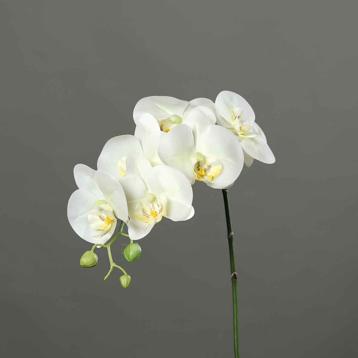 DPI GMBH - BRÜHL Orchidee white-green 78cm 