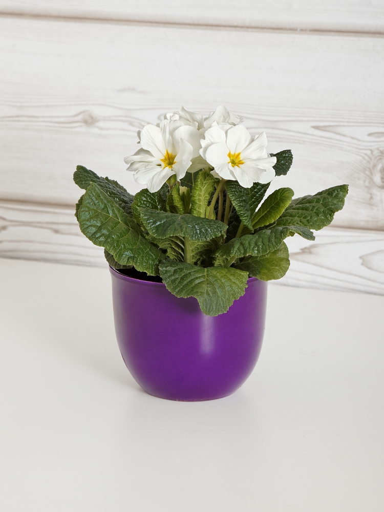 GREENWAY GMBH Primula vulgaris Mix 9er Primel