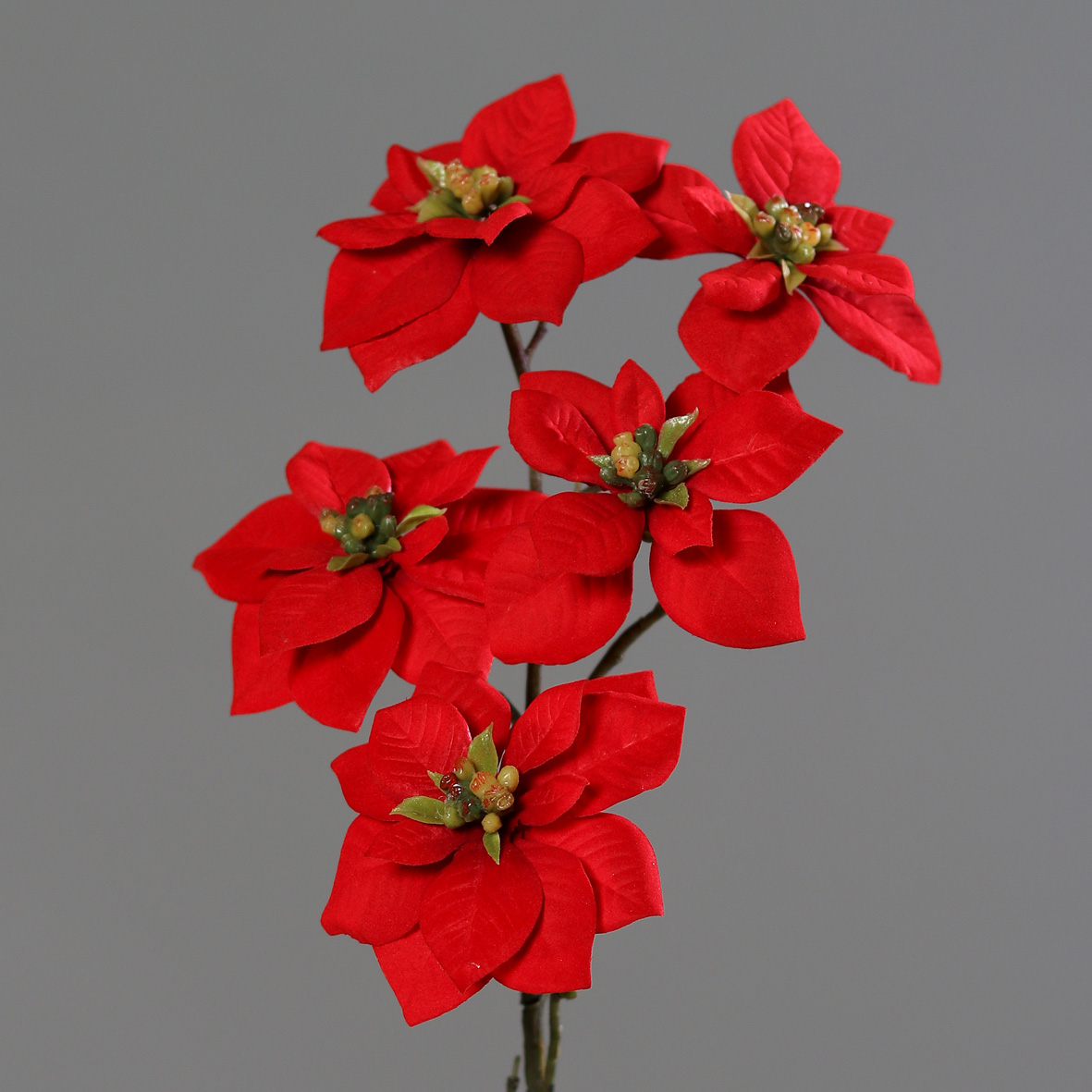 DPI GMBH - BRÜHL Poinsettia mit 5 Blüten 69cm 