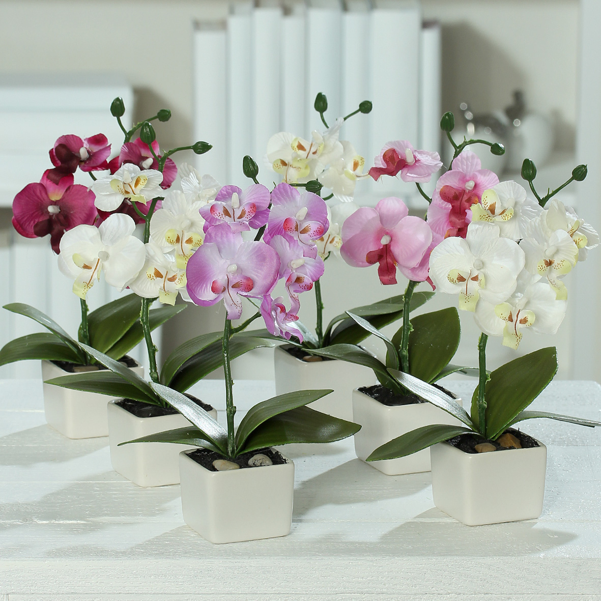 DPI GMBH - BRÜHL Orchidee im Keramiktopf cream 18cm 