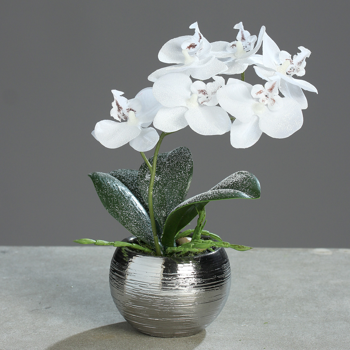 DPI GMBH - BRÜHL Orchidee Phalae.Icewhite i.silb.Topf22cm 