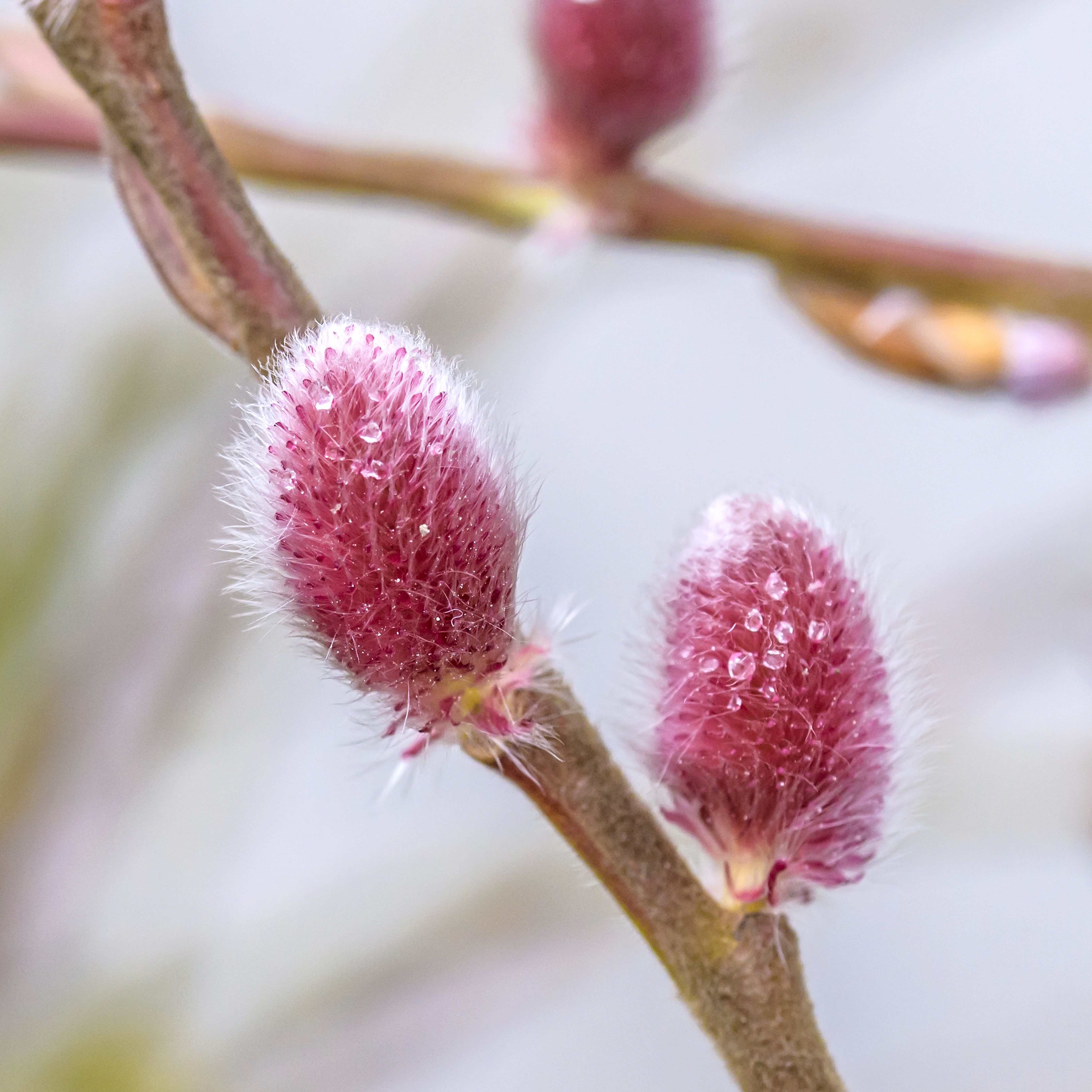 SÄMANN PFLANZENKONTOR Salix gracilistyla Mount Aso 50-60 Rote Kätzchen-Weide C3 50-60