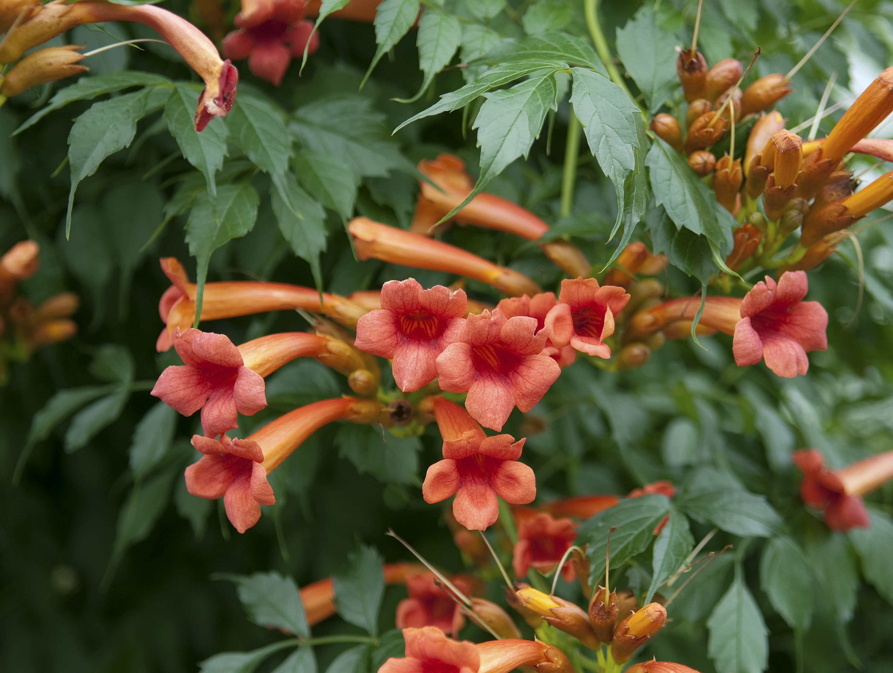 SÄMANN PFLANZENKONTOR Campsis radicans C2 Eck 3 Stäbe Trompetenblume C2 Eck