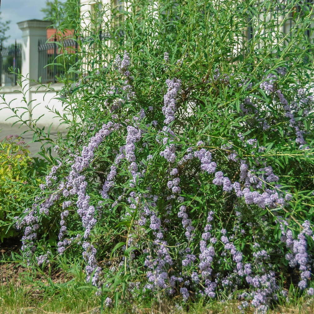 SÄMANN PFLANZENKONTOR Buddleja alternifolia 60-100 Sommerflieder C3 60-100