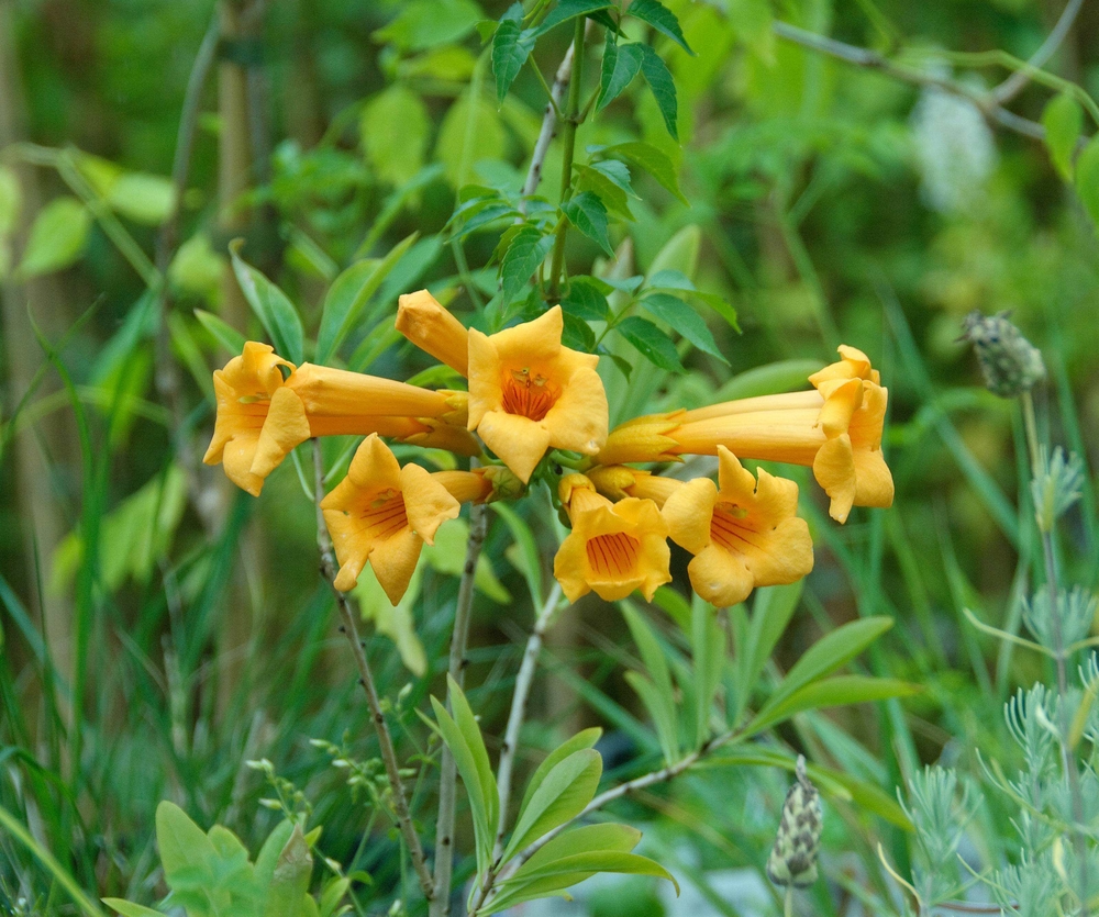 SÄMANN PFLANZENKONTOR Campsis radicans Flava 60-100 C 2 3 Stäbe 60-100