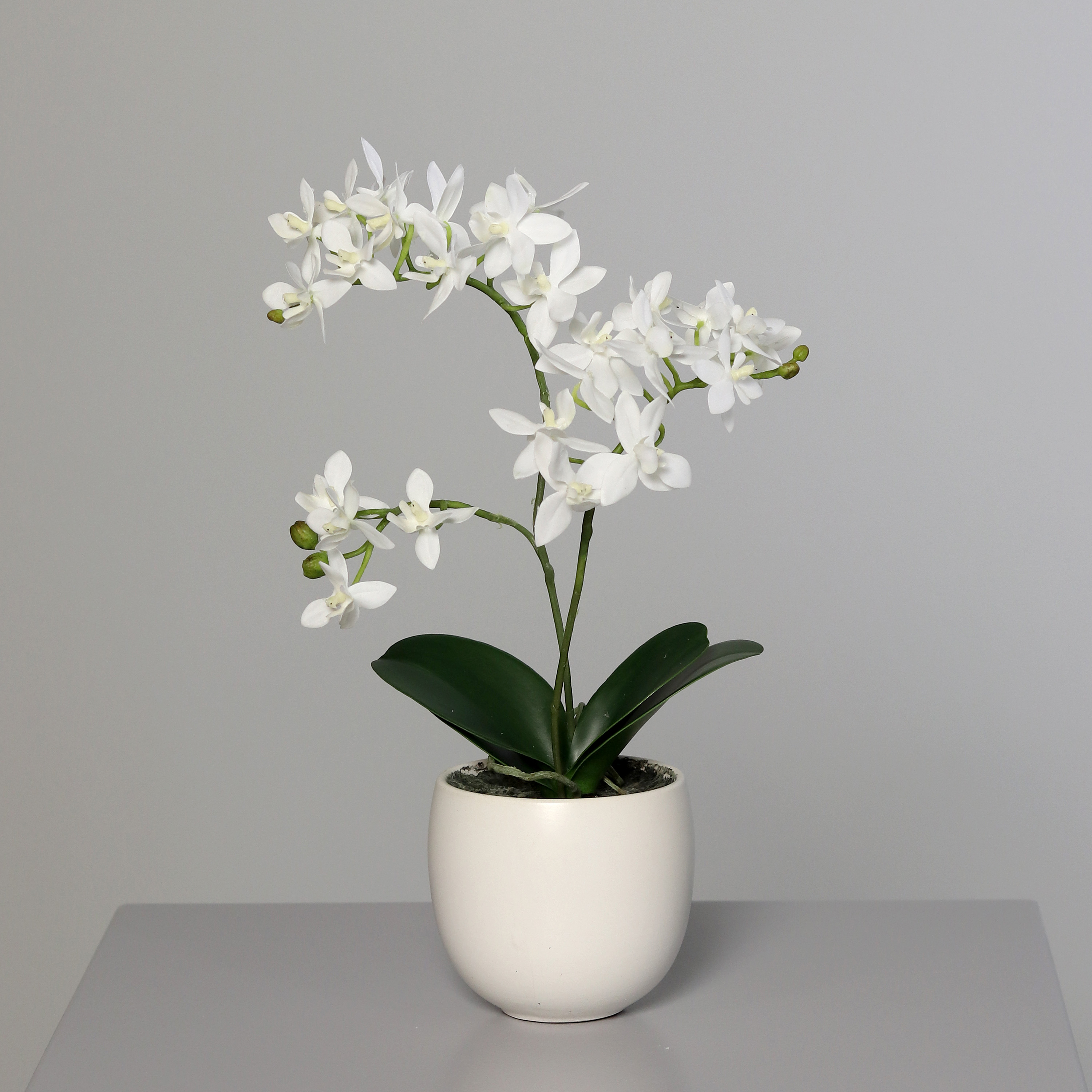 DPI GMBH - BRÜHL Orchidee cream 36cm im Keramiktopf