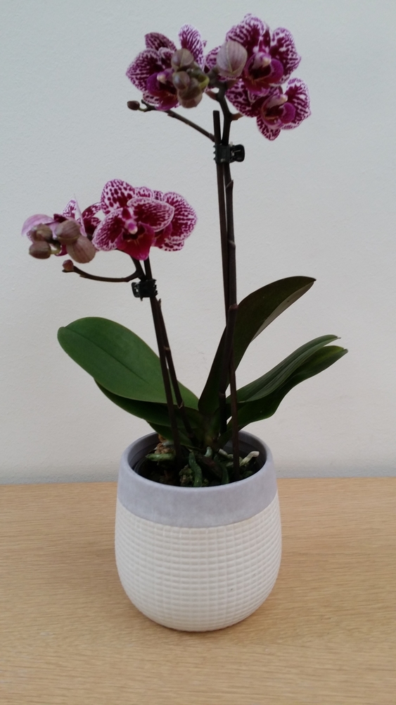 GREENWAY GMBH Phalaenopsis 2trieb, Medi, Mix 9er 40cm Orchidee