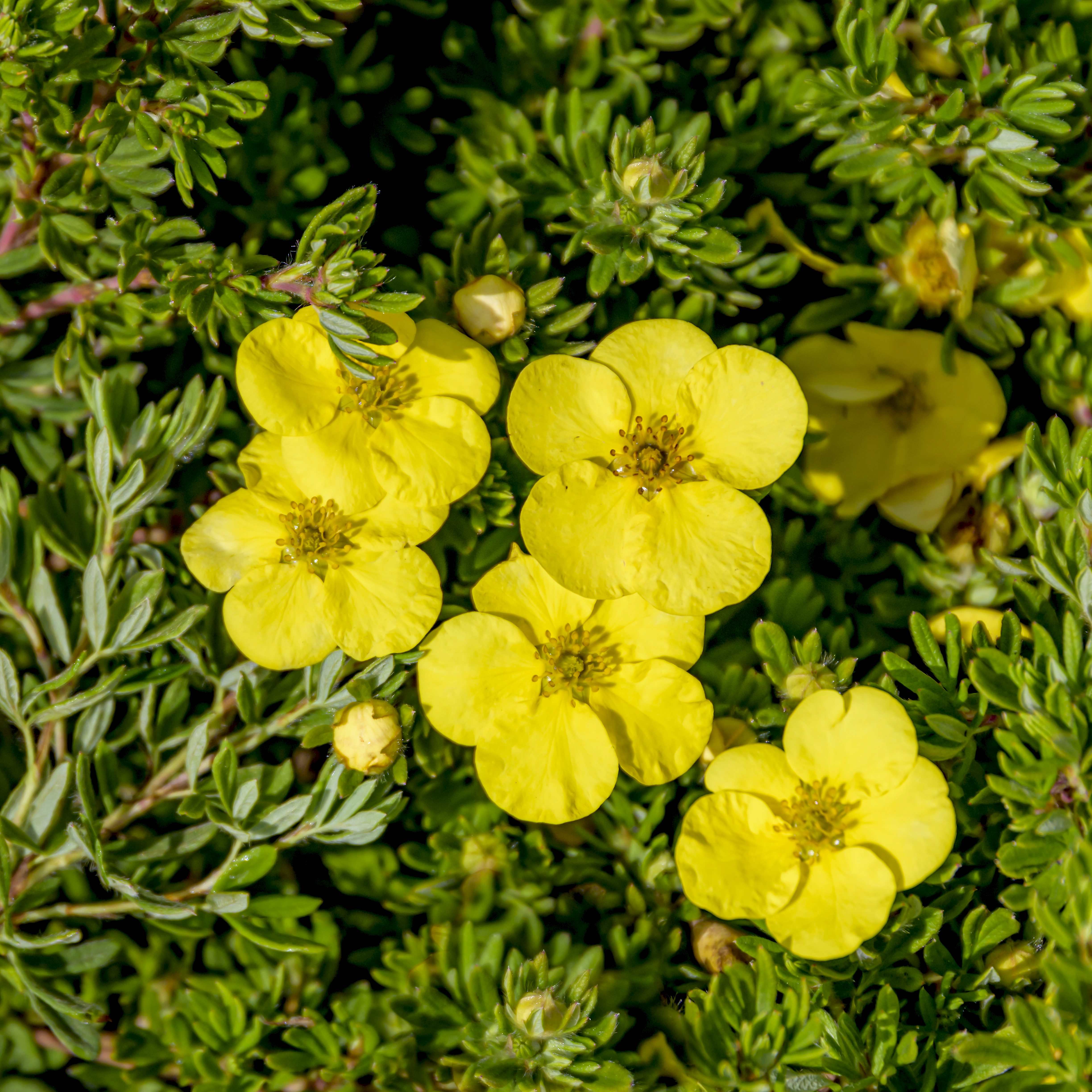 SÄMANN PFLANZENKONTOR Potentilla Kobold 20-30 Fingerstrauch C2 20-30