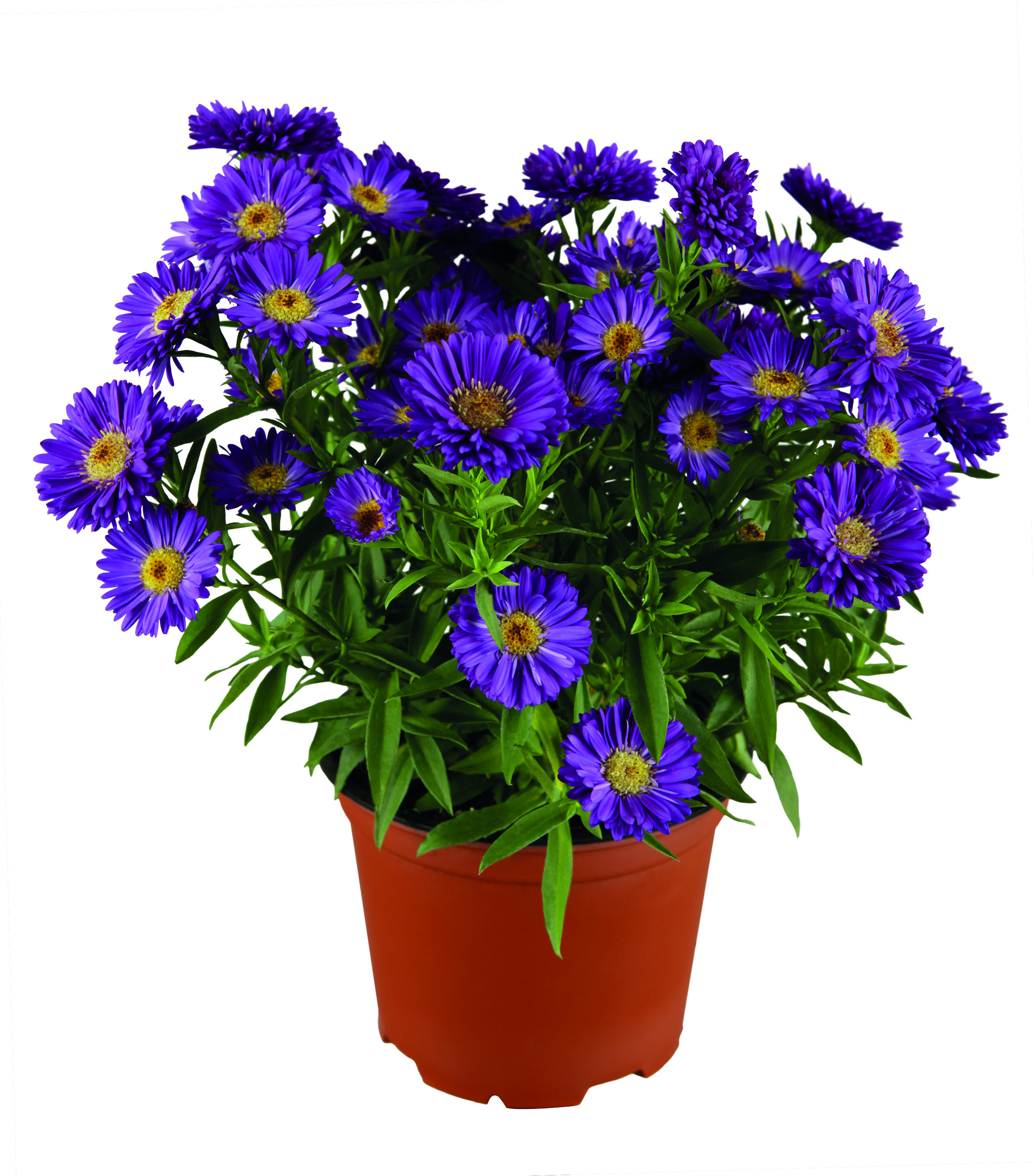 GREENWAY GMBH Aster Novi Belgii Mix, blau-rosa-weiß 11 