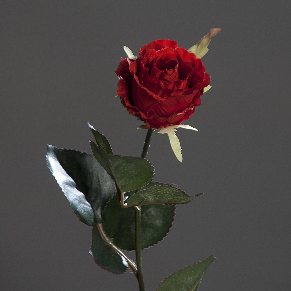 DPI GMBH - BRÜHL Kolumbianische Rosex red 43cm 