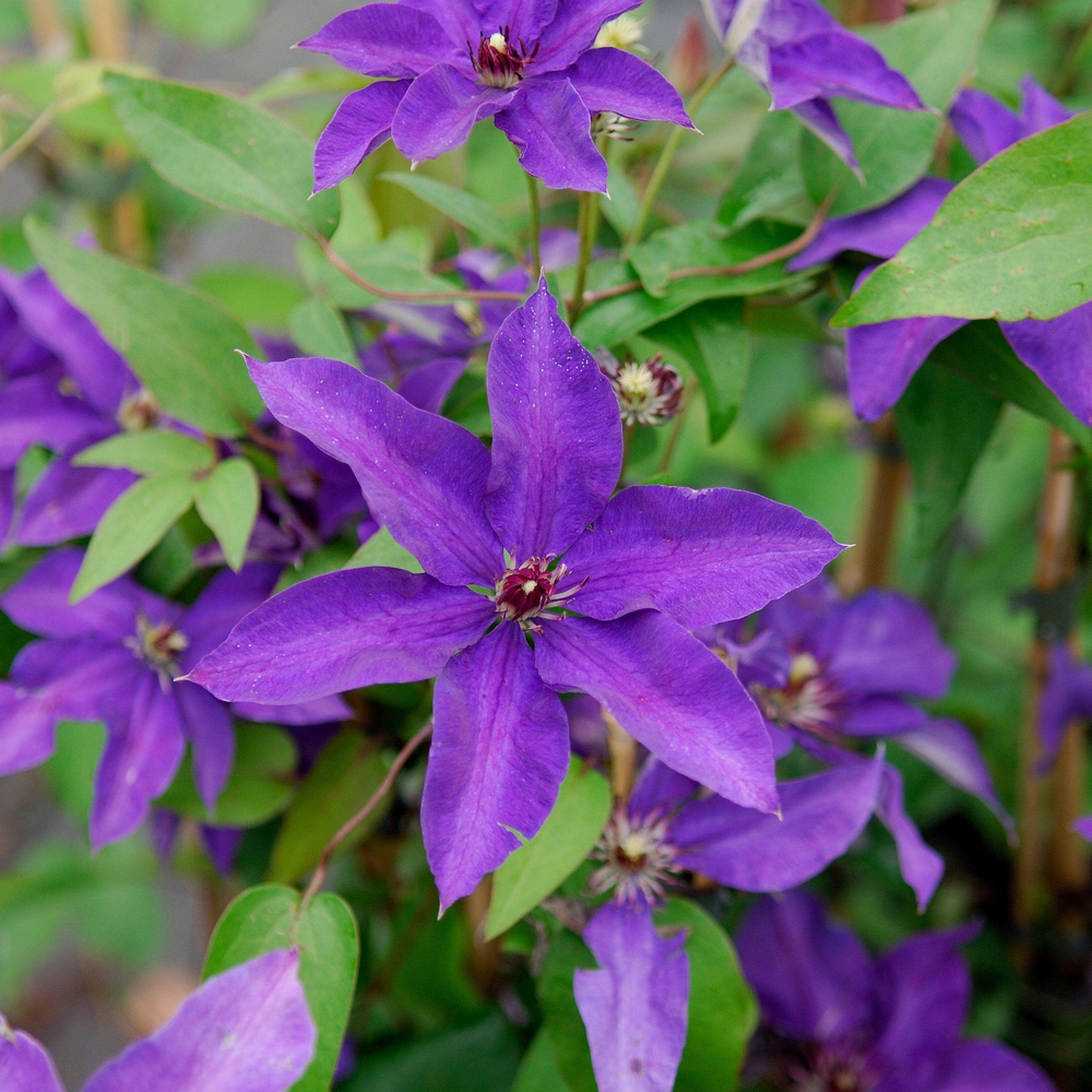 SÄMANN PFLANZENKONTOR Clematis The President Großblütige Waldrebe C2 3 Stäbe