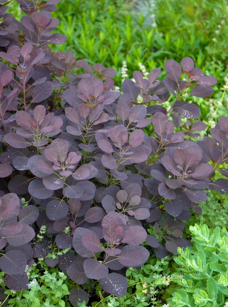 SÄMANN PFLANZENKONTOR Cotinus coggygria Royal Purple 40-50 Roter Perückenstrauch C3 40-50