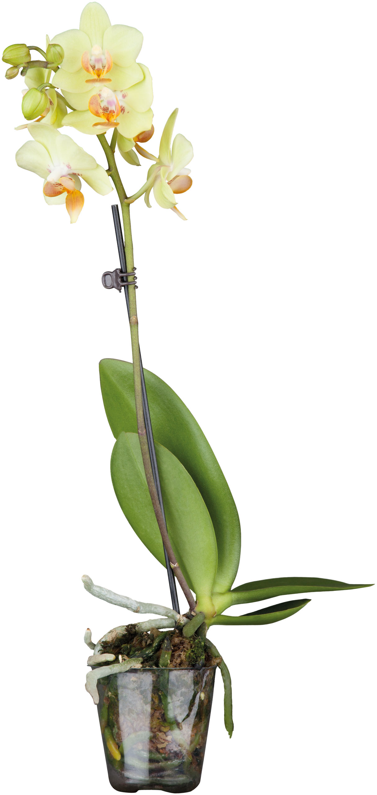 LANDGARD FACHHANDEL GMBH & CO. Phalaenopsis Mix,2 Rispen (12+)12er Topf 