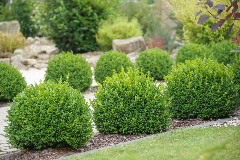 SÄMANN PFLANZENKONTOR Buxus sempervirens arborescens 25-30 C 2 25-30