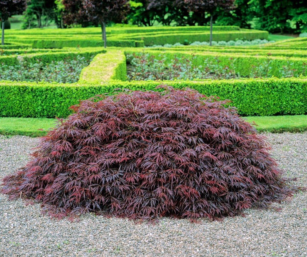 SÄMANN PFLANZENKONTOR Acer palmatum Dissectum Garnet 25-30 Roter Schlitz-Ahorn C3 25-30