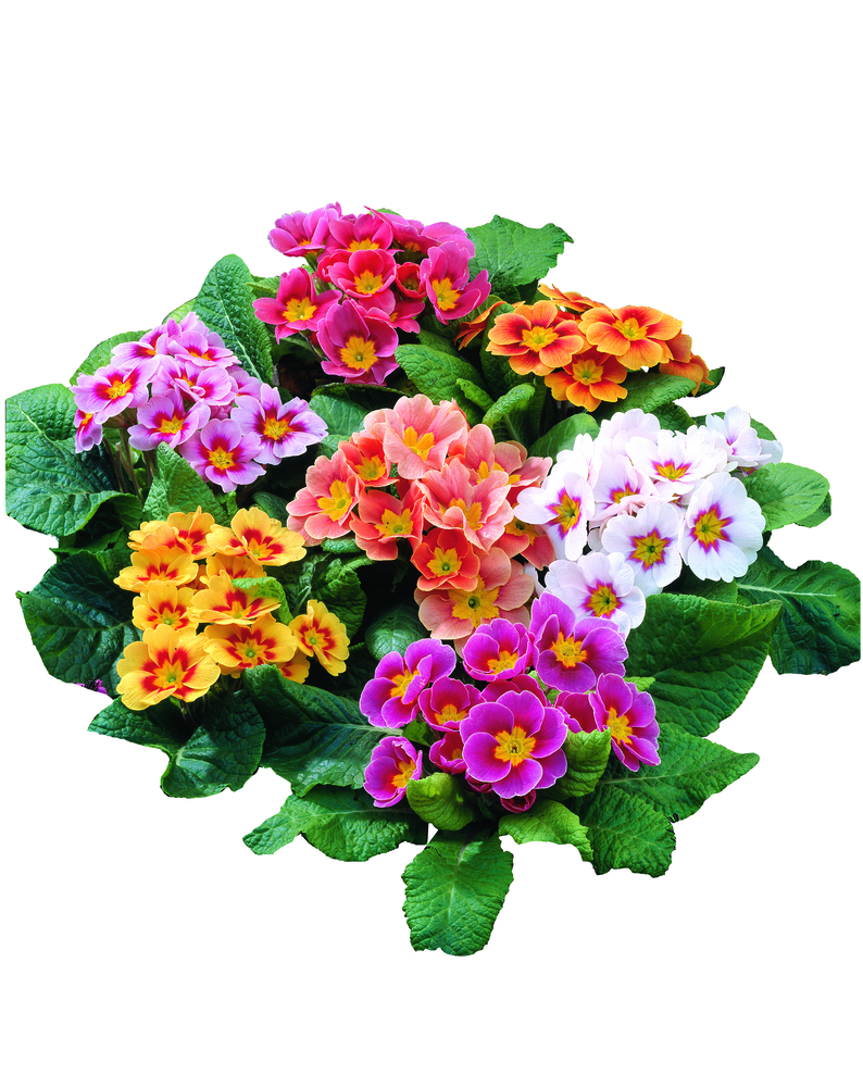 GREENWAY GMBH Primula vulgaris Mix 9er Primel