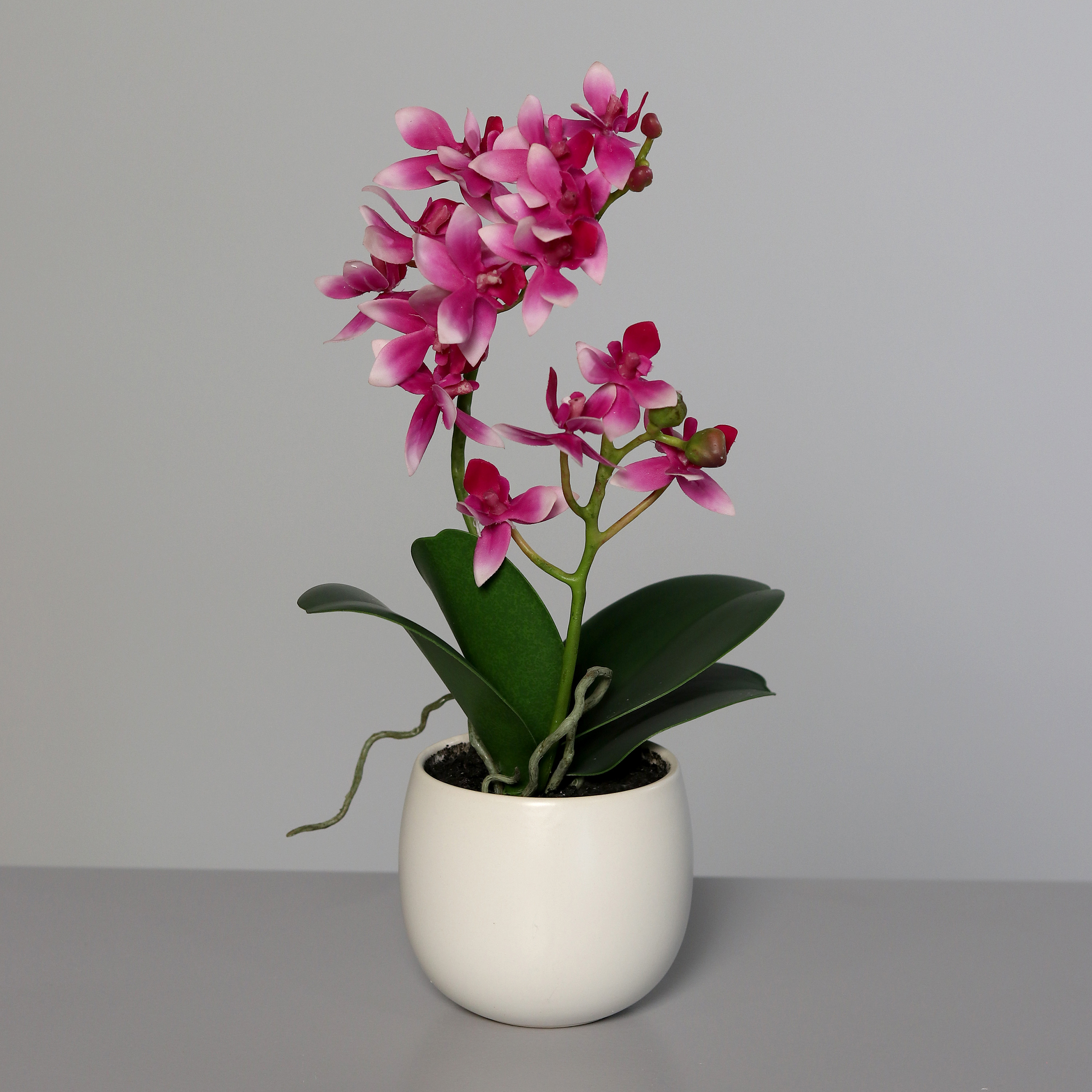 DPI GMBH - BRÜHL Orchidee rosee-white 34cm im Keramiktopf