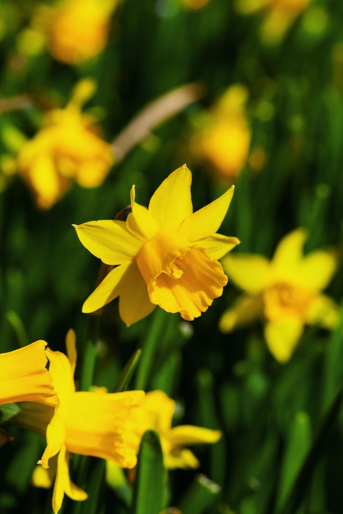 GREENWAY GMBH Narcissus Tete a Tete 3 Zwiebeln 9er 3 Zwiebeln