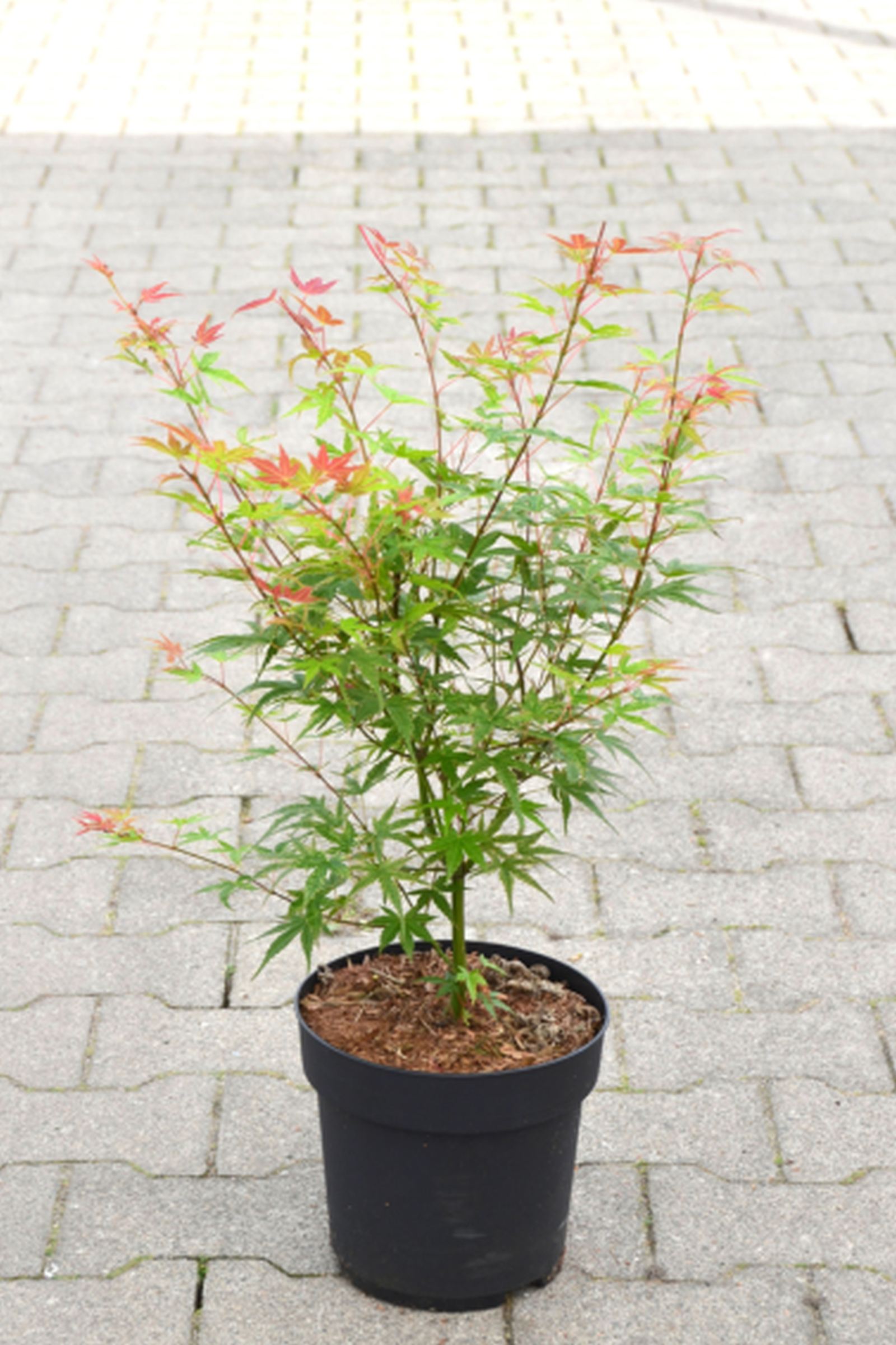 ZU JEDDELOH Acer palmatum Phoenix C4,5 Fächerahorn