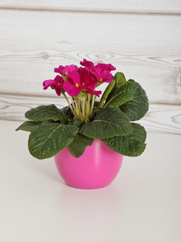 GREENWAY GMBH Primula vulgaris Mix 9er Primel