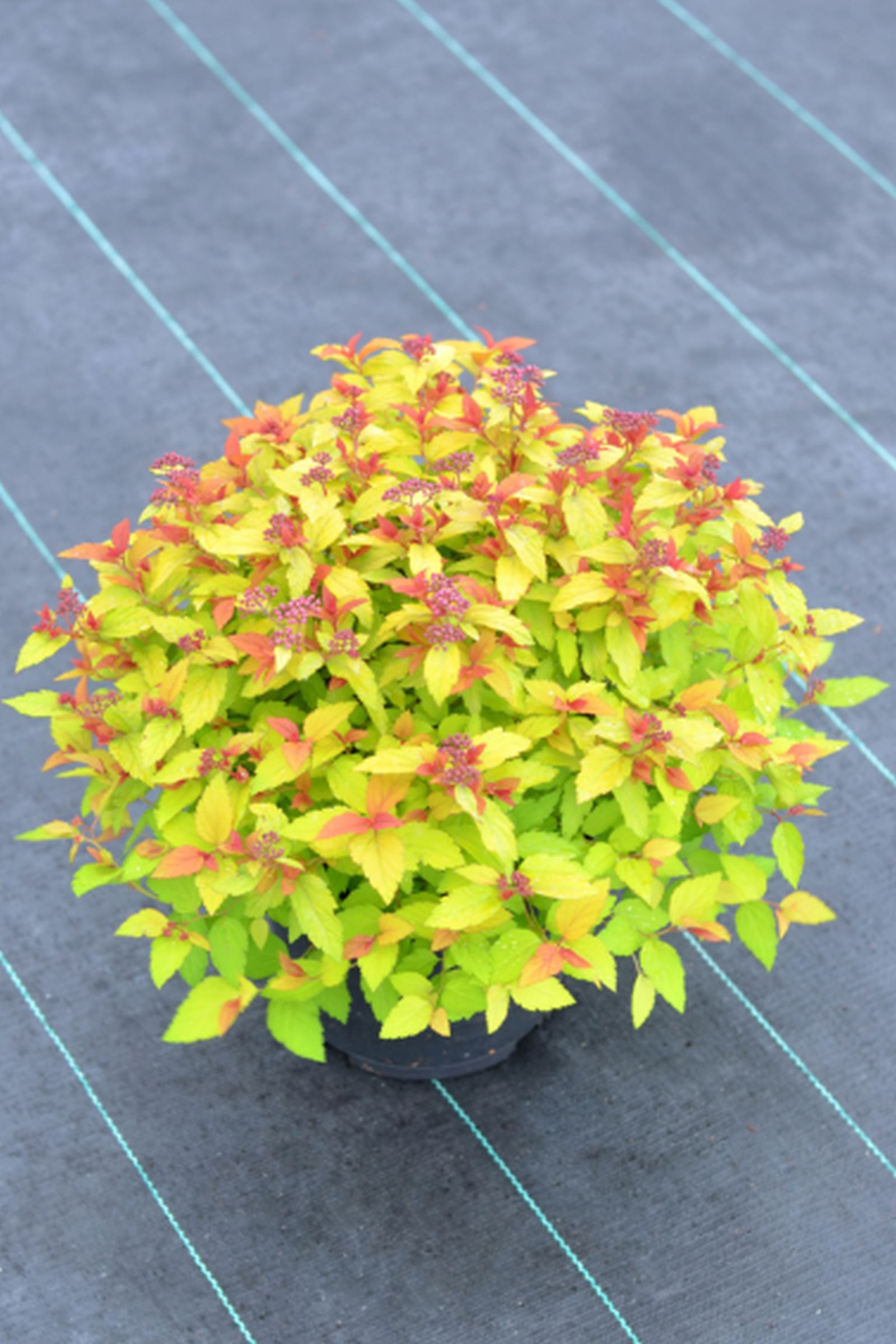 ZU JEDDELOH Spiraea japonica Magic Carpet C4,5 Sommerspiere