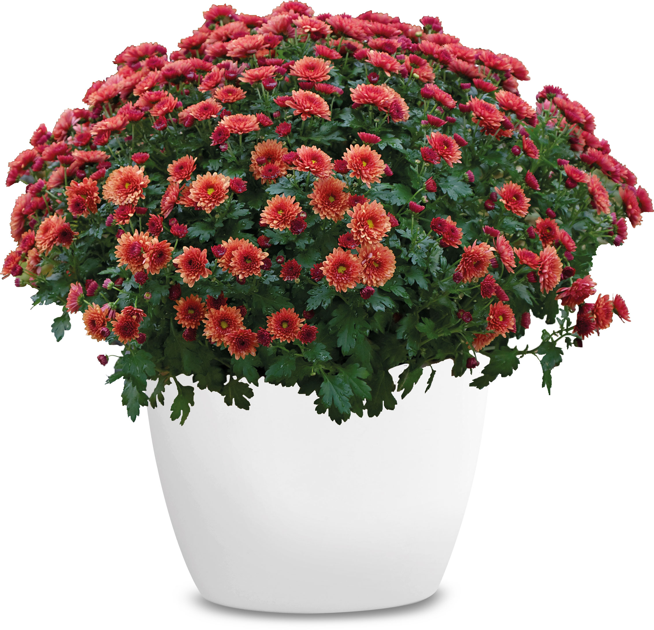 GREENWAY GMBH Chrys. Ind. Busch D40/+ vers. Farb  19er Chrysanthemen-Busch