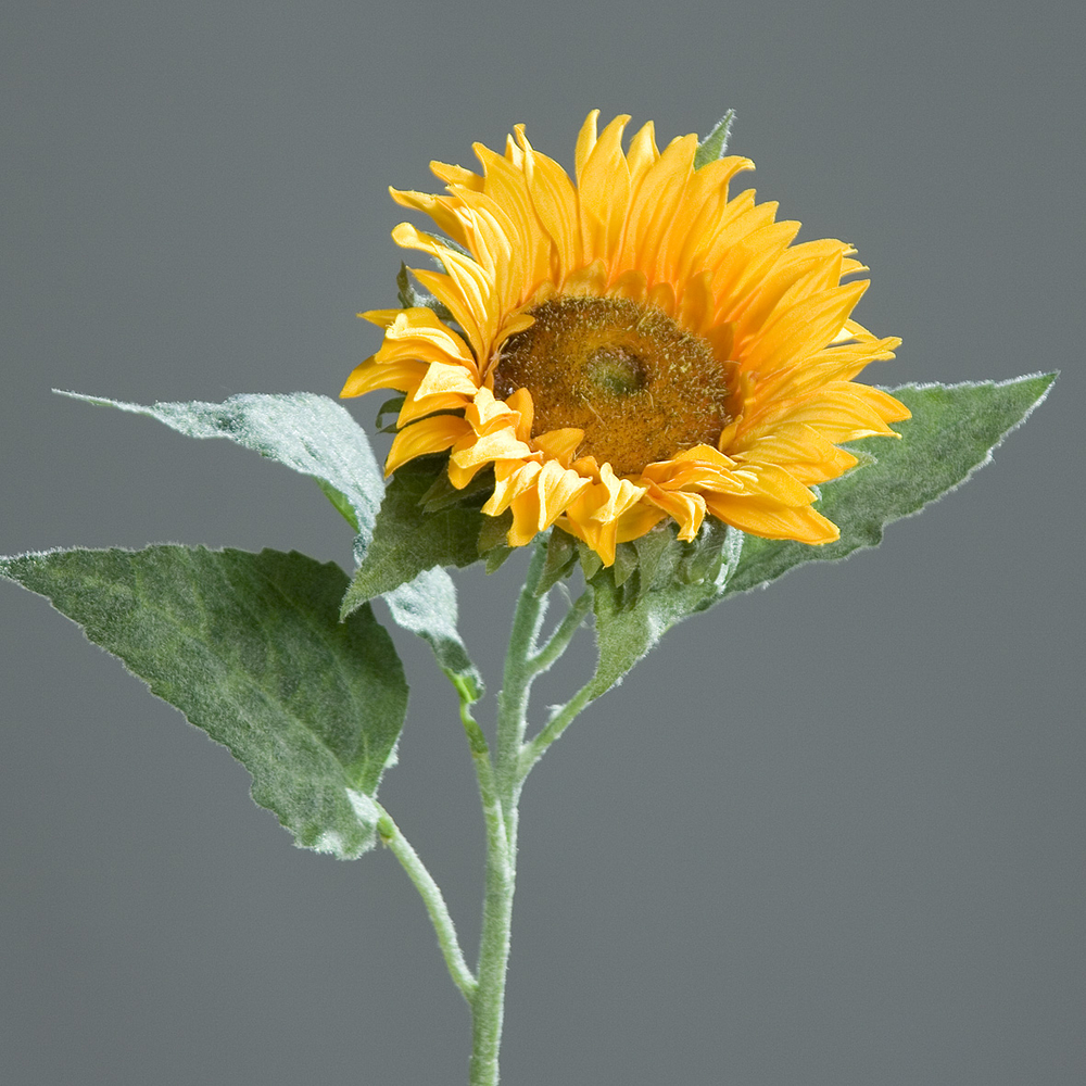 DPI GMBH - BRÜHL Sonnenblume yellow 66cm 