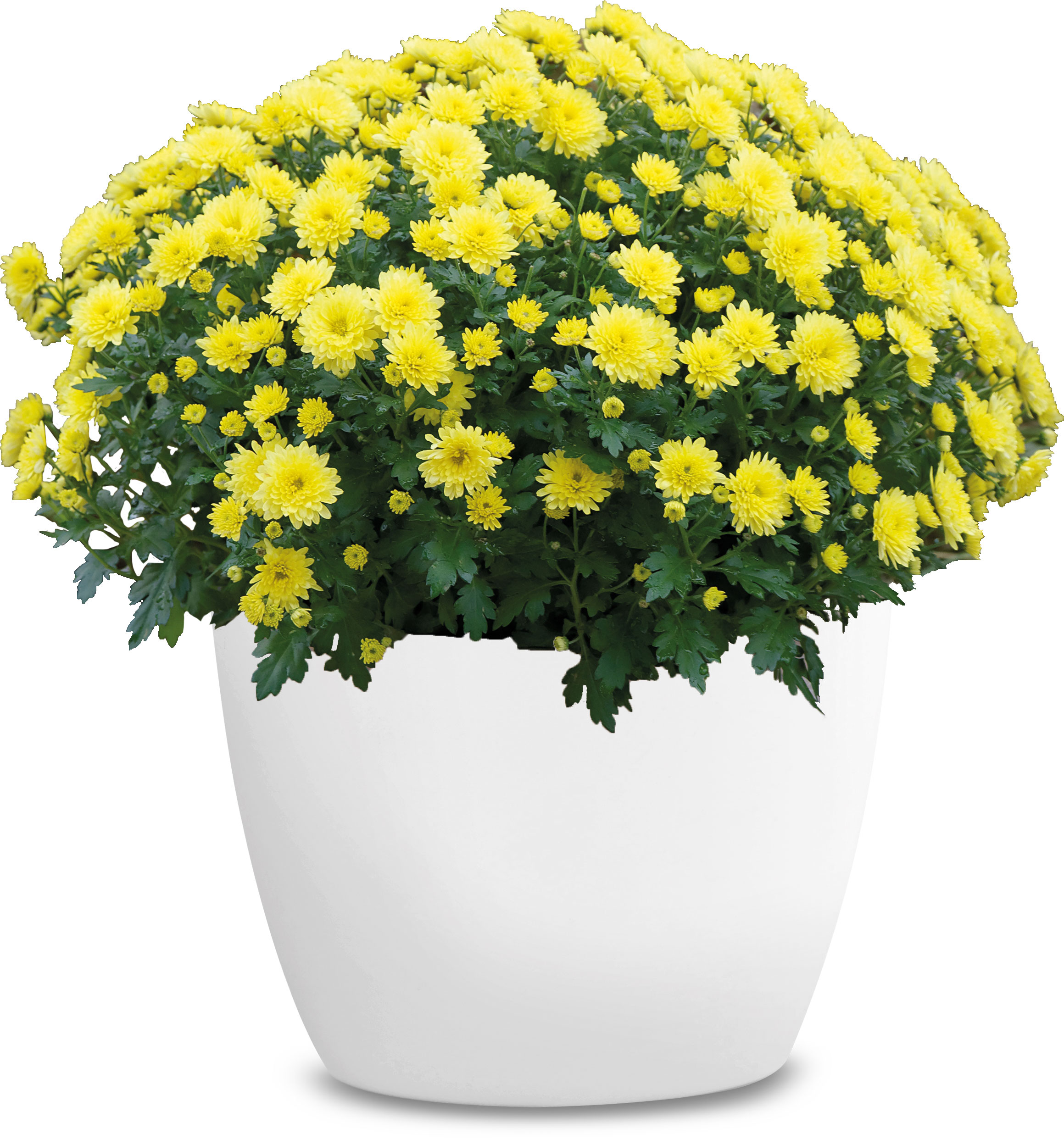 GREENWAY GMBH Chrys. Ind. Busch D40/+ vers. Farb  19er Chrysanthemen-Busch