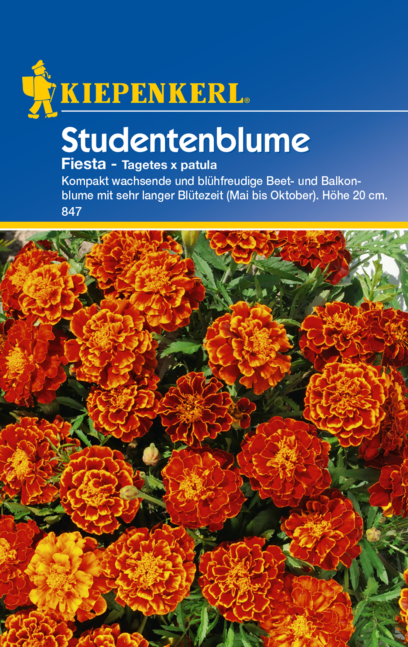 BRUNO NEBELUNG Tagetes Fiesta PG C