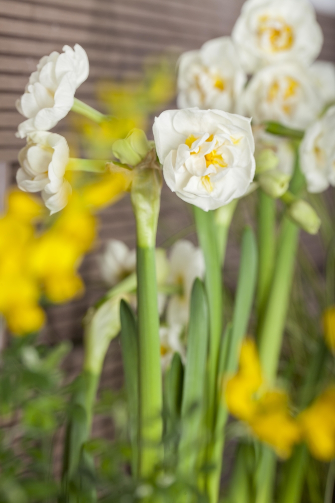 GREENWAY GMBH Narcissus duftend 12er Duftnarzisse