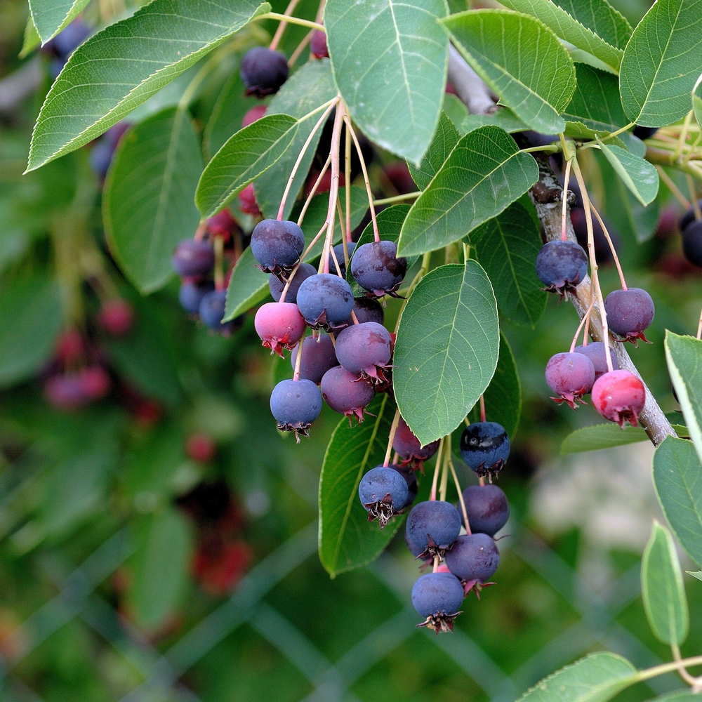 SÄMANN PFLANZENKONTOR Amelanchier lamarckii 60-100 C 3 60-100