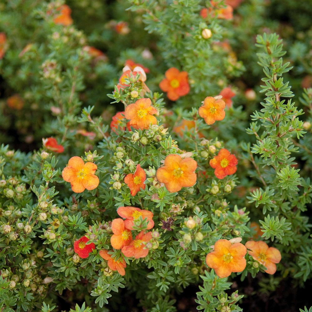 SÄMANN PFLANZENKONTOR Potentilla Red Ace 20-30 Fingerstrauch C2 20-30
