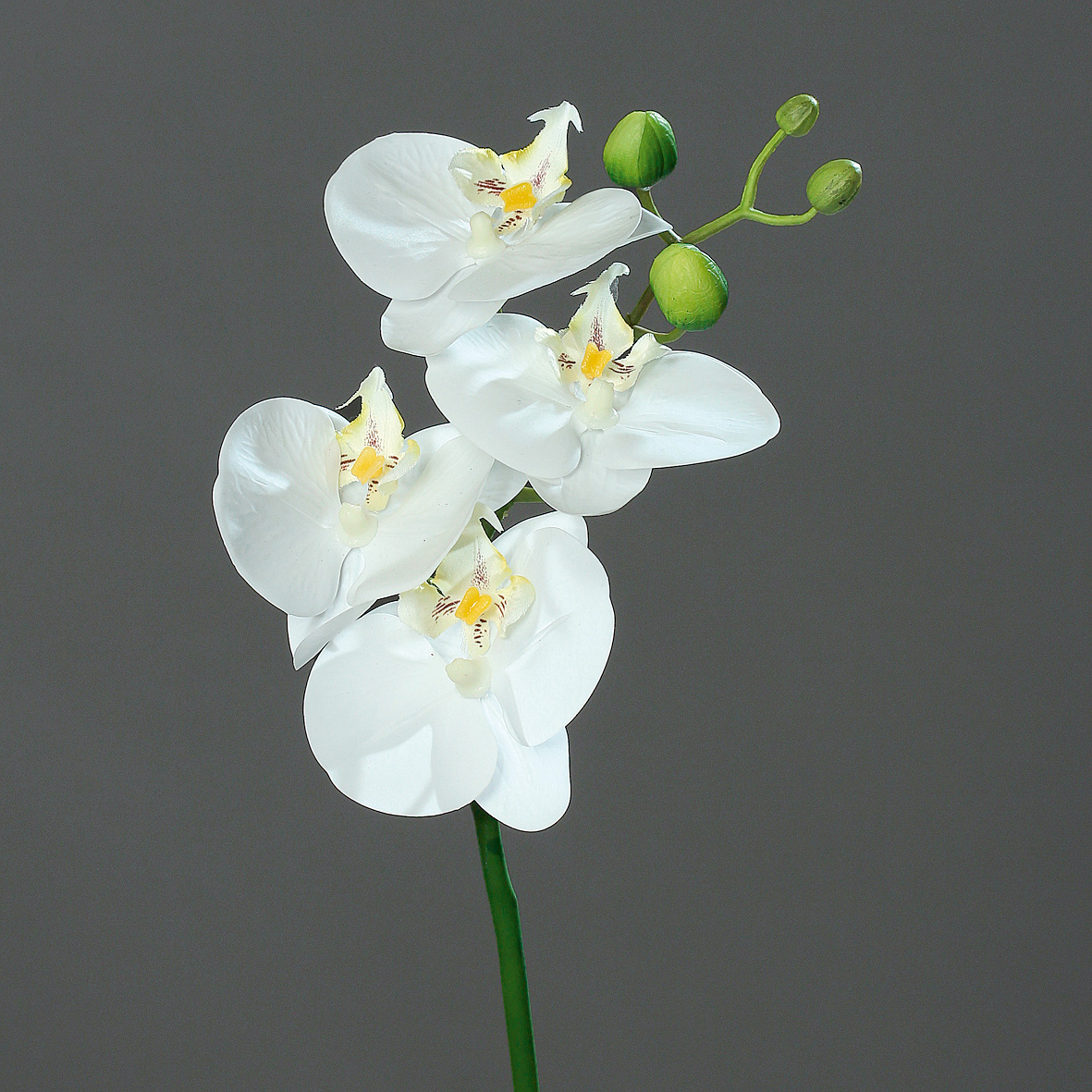 DPI GMBH - BRÜHL Orchidee Phalaenopsis Naturel cream 46cm 