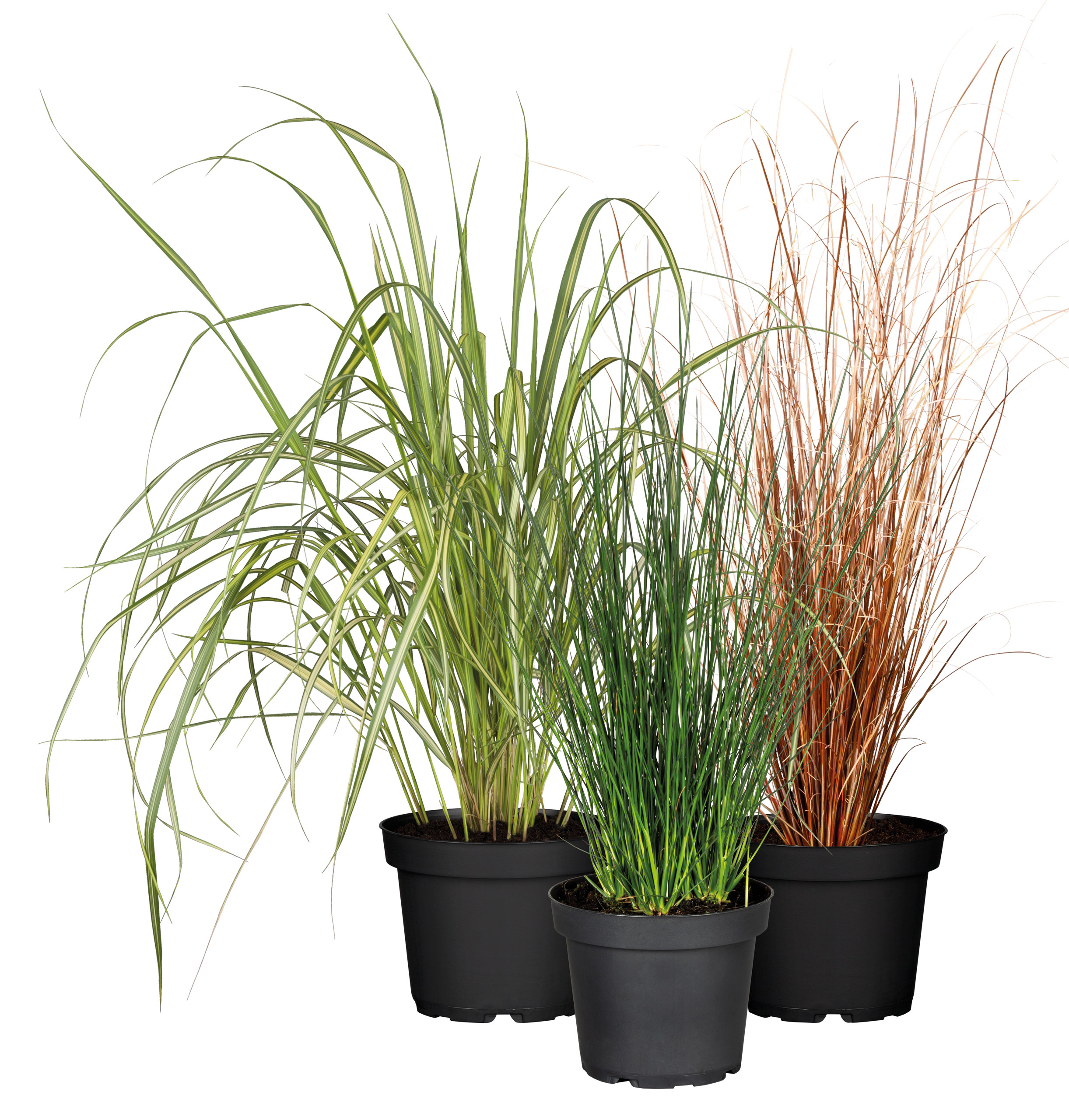 LANDGARD FACHHANDEL GMBH & CO. Gräser Mix 12er div. Hochw. Carex T13 