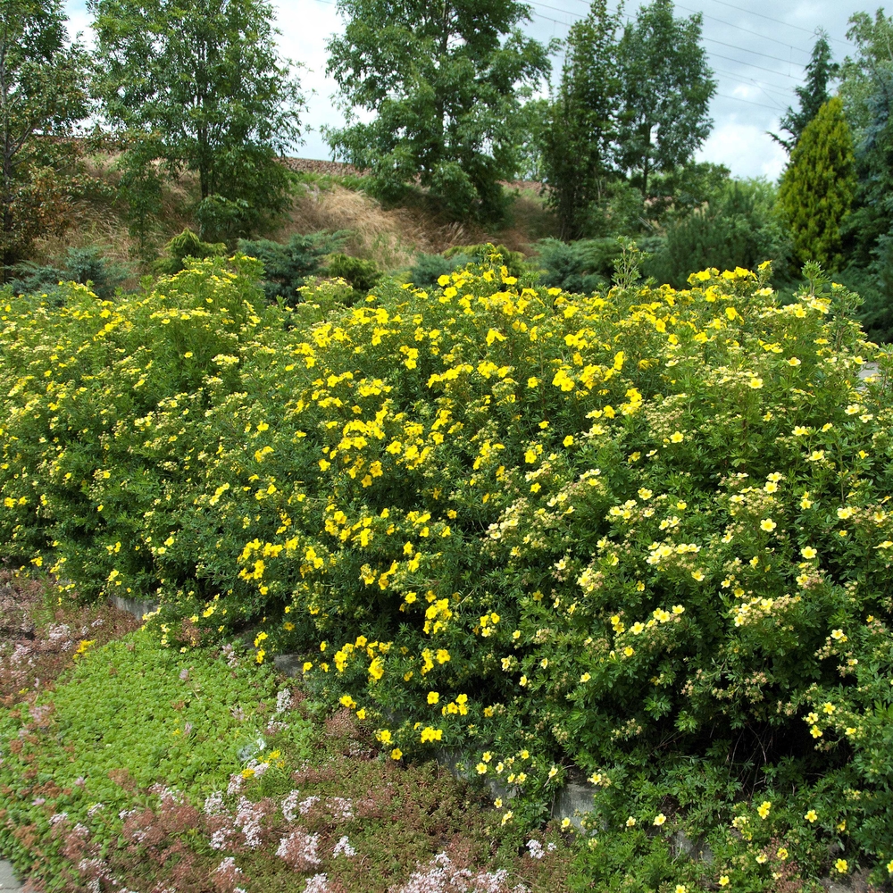 SÄMANN PFLANZENKONTOR Potentilla Goldfinger 20-30 Fingerstrauch C2 20-30