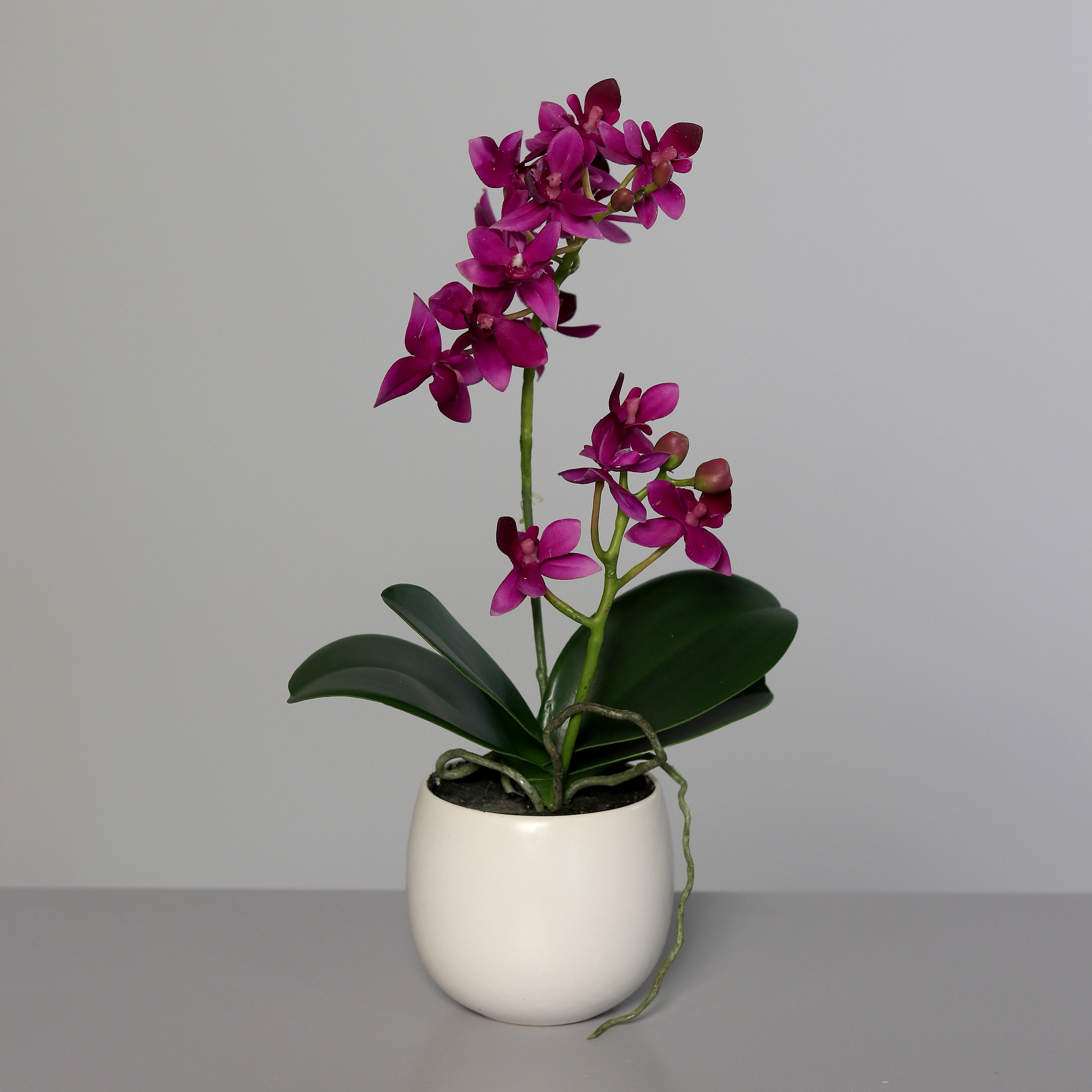 DPI GMBH - BRÜHL Orchidee pink 34cm im Keramiktopf