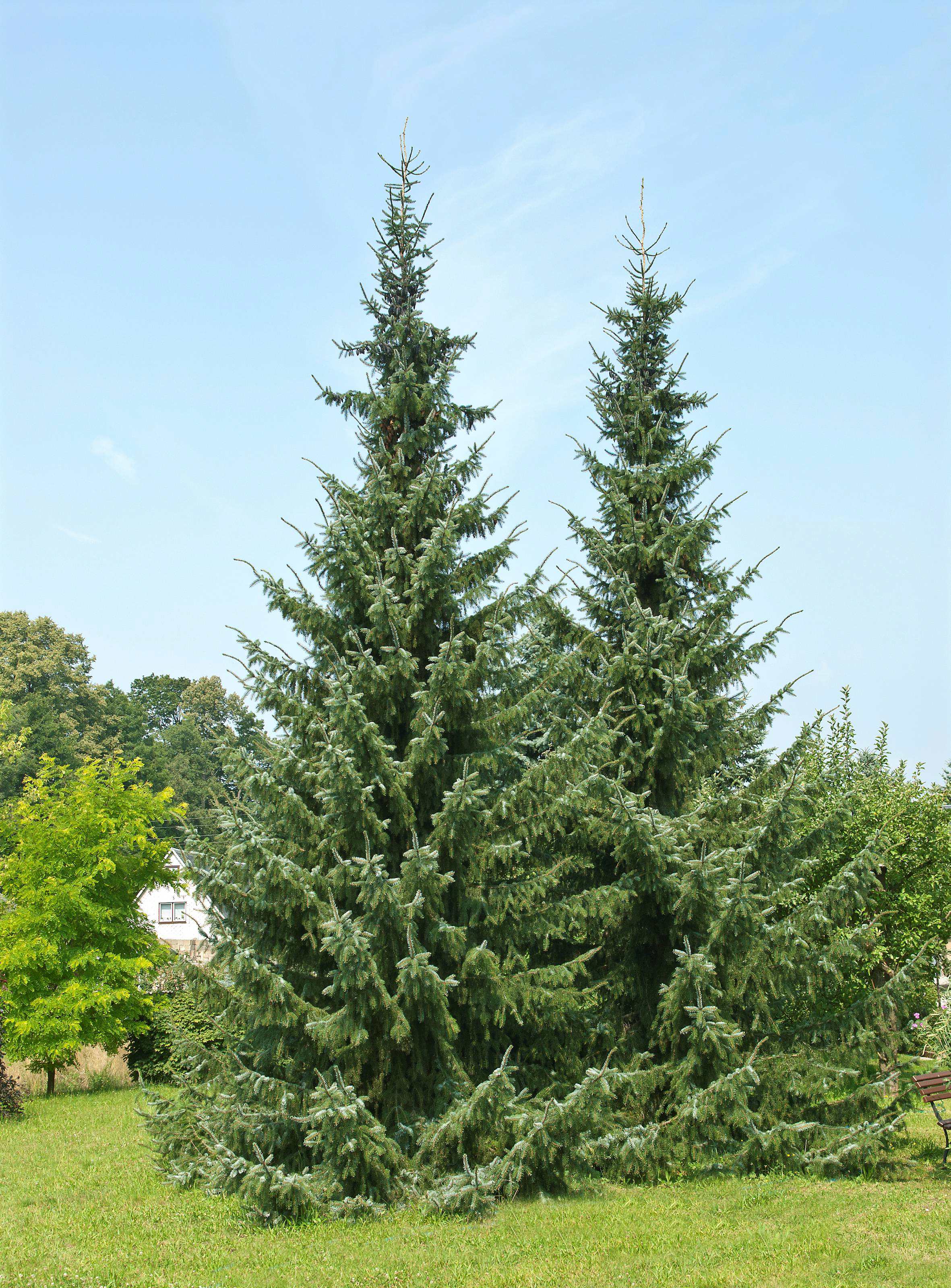 SÄMANN PFLANZENKONTOR Picea omorika 60-80 Serbische Fichte mB Co 60-80