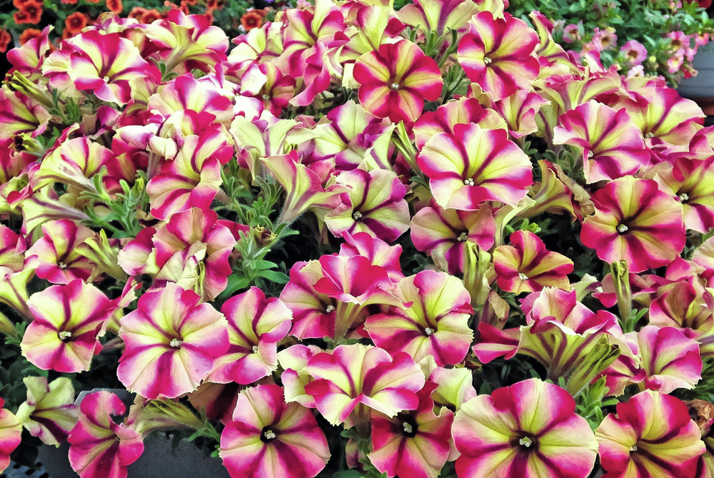 ELSNER PAC Petunia Crazytunia x3 13er Topf 