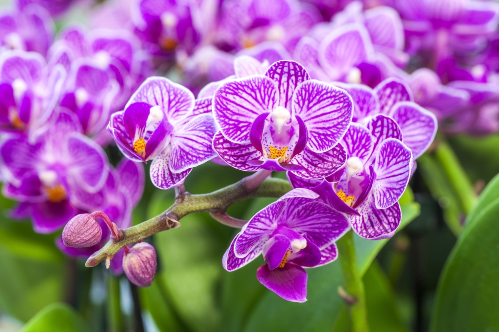 GREENWAY GMBH Phalaenopsis 2trieb, Medi, Mix 9er 40cm Orchidee