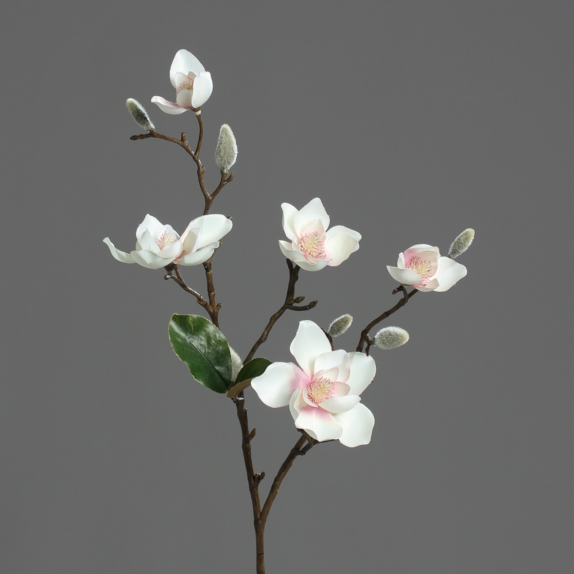 DPI GMBH - BRÜHL Magnolie mit 5 Blüten pink-cream 64cm 