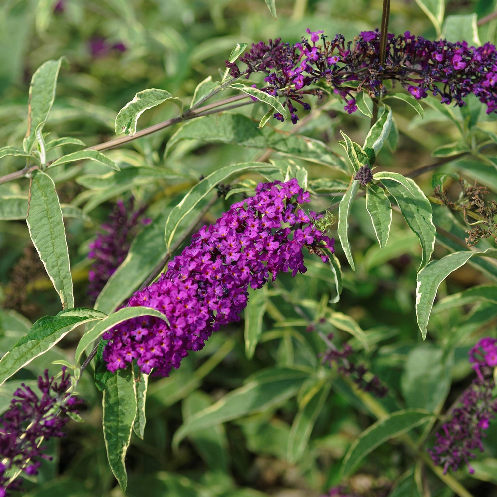 SÄMANN PFLANZENKONTOR Buddleja Harlequin 60-100 Sommerflieder C3 60-100