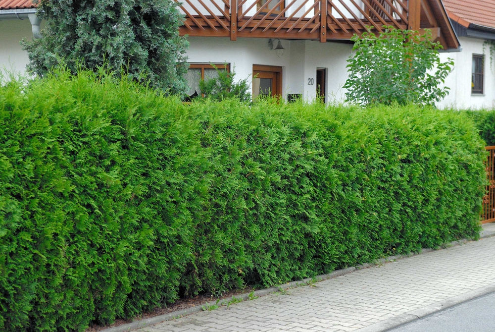 SÄMANN PFLANZENKONTOR Thuja occidentalis Brabant 40-60 Hecken-Lebenbaum C3 40-60