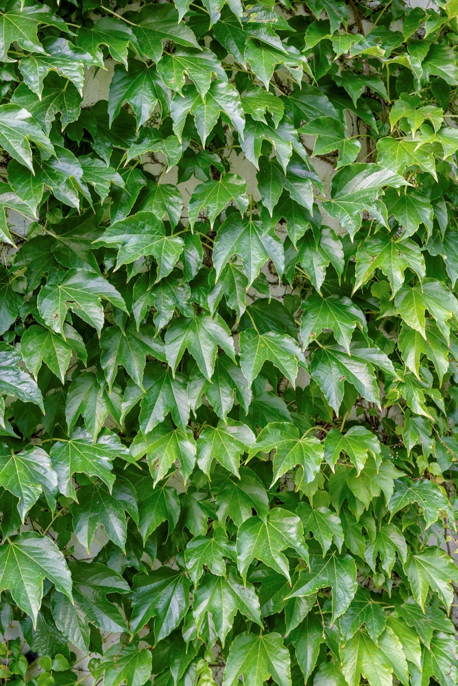 SÄMANN PFLANZENKONTOR Parthenocissus tric.Veitchii 60-100 C 2 3 Stäbe 60-100
