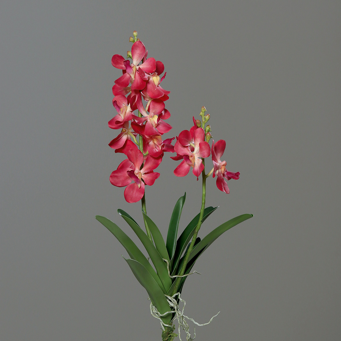 DPI GMBH - BRÜHL Orchidee Vanda pink 63cm 