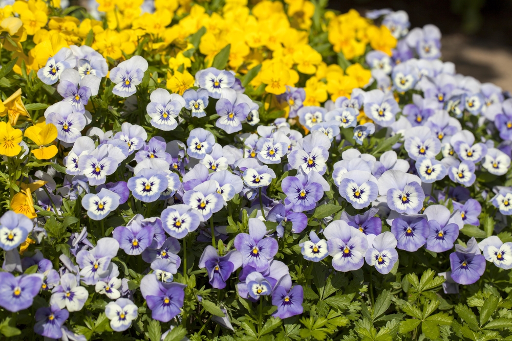 GREENWAY GMBH Viola cornuta versch. Farben, blüh. 9er Hornveilchen